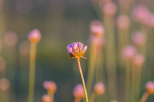 Czosnek kątowaty Allium angulosum na zachodzącej łące - fioletowe kwiaty na łące