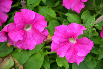 Closeup view of pink Petunia (family Solanaceae) flowers garden with green leaves