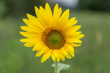 closeup of a sunflower in the garden