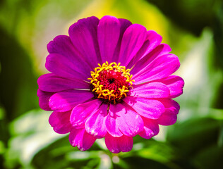 Fototapeta premium close up of common zinnia