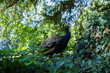 paw ptak zwierze park zieleń drzewa  © Piotr