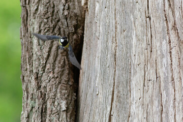bird leaving nest after feeding chicks