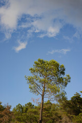 Obraz premium pin sur ciel bleu