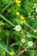 daisy in the grass on green background