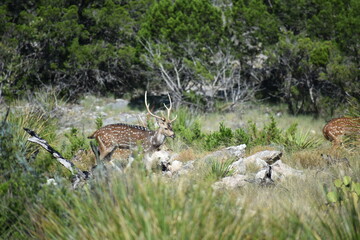 close up portrait of Axis deer