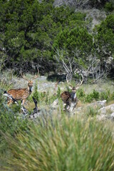 close up portrait of Axis deer