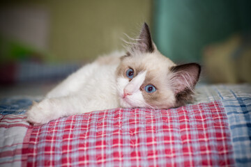 two month old Ragdoll kitten at home