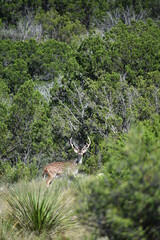 close up portrait of Axis deer