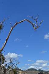 dead tree against blue sky