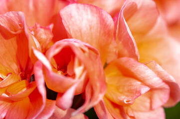A macro photograph of a cultivated pink Pelagonium geranium flower in summer sunshine, Lancashire,...