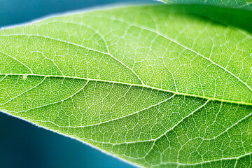 green leaf macro
