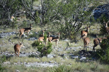 close up portrait of Axis deer