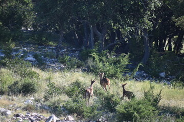 close up portrait of Axis deer