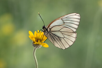 Aporia cratagi Butterfly  on a daisy in the early morning in a forest glade