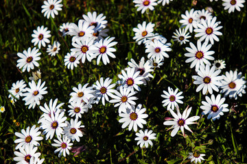 white daisy flowers in spring