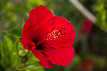red poppy flowers
ishigaki - okinawa 