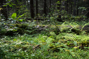 Beautiful forest landscape near Svetloyar Lake in Nizhny Novgorod region, Russia