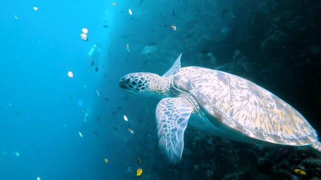 Green turtle (chelonia mydas) swimming up to breath