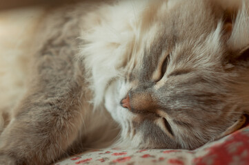 Fototapeta na wymiar Portrait of sleeping Neva Masquerade silver-tabby point cat