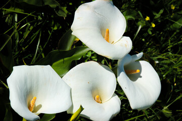 Fototapeta na wymiar white lilies flowers