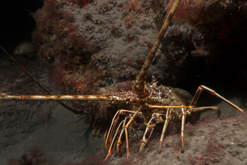 Sea lobster under a rock