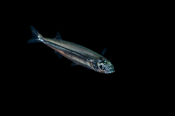 A curious sardine or anchovy at night in the Mediterranean sea