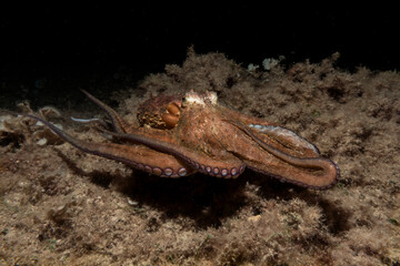 Octopus at the Mediterranean Sea swimming at night