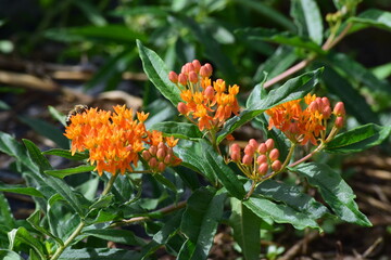 Butterfly milkweed