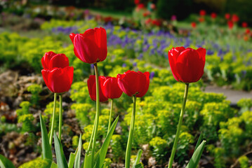 Siedem tulipanów na tle innych kwiatów w oddali podczas wiosennego poranka w parku.