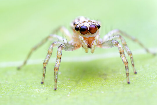 macro image of jumping spider. macro mode close up shot animal and insect.