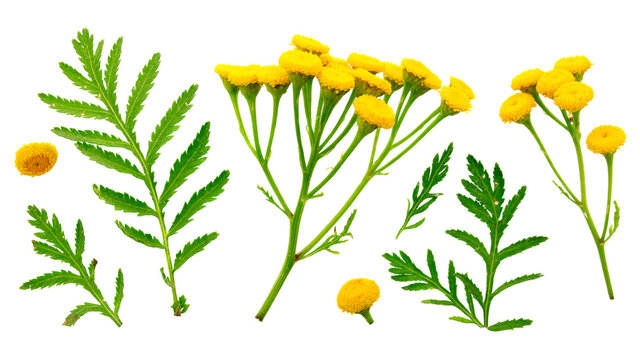 Tansy (Tanacetum vulgare, Common Tansy) - medicinal herb flower. Top view. Set of leaves and flowers of common tansy on a white background. Tansy, plant parts set isolated on white. Medicinal herb.