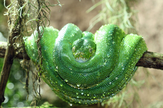 gr&uuml;ner_Baumpython