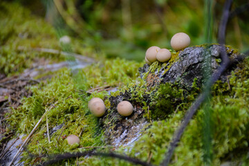 Mushrooms growing among moss on a fallen tree near Lake Svetloyar in Nizhny Novgorod region, Russia