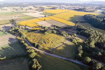  Aerial view of sunflower fields in Bolsena. In Viterbo