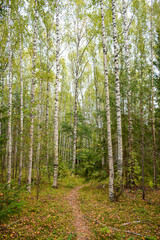 Birch forest near Svetloyar Lake in Nizhny Novgorod region, Russia