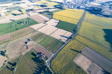  Aerial view of sunflower fields in Bolsena. In Viterbo