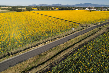Aerial view of sunflower fields in Bolsena. In Viterbo