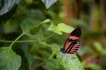 butterfly on a leaf
