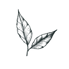 Vector illustration with a branch and 2 green tea leaves in a freehand drawing style. For logo, icon or packaging design