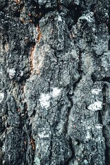 The bark of the tree is close-up with deep cracks. Background.