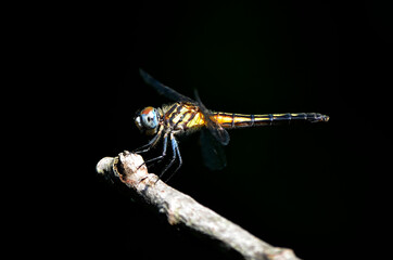 Closeup of a dragonfly on a branch (on a smooth black background)