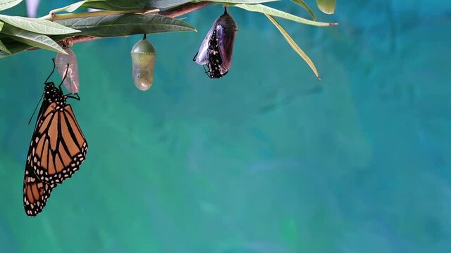 Monarch Butterfly, Danaus plexippuson, emerges from Chrysalis next to newly emerged butterfly teal blue background