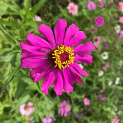 Fototapeta premium pink cosmos flower