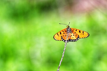 butterfly on a flower