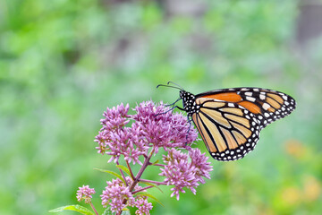 Closeup of Monarch butterfly (Danaus plexippus) feeding on Joe-Pye weed (Eutrochium purpureum.)  Copy space.