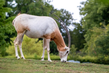 Scimitar-horned oryx, oryx dammah, grazing in a wildlife park