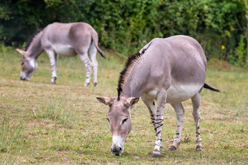 Naklejka na ściany i meble African wild donkey, Equus asinus somalicus, grazing in a wildliife park