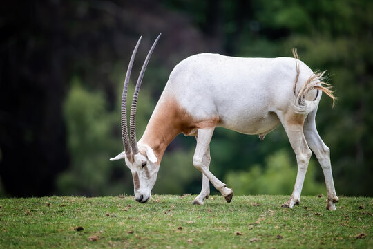 Male Scimitar-horned oryx, oryx dammah, grazing in a wildlife park