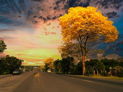 Paisaje de unos guayacanes por toda la carretera en medio de un colorido atardecer con nubes difusas anaranjadas y grises 