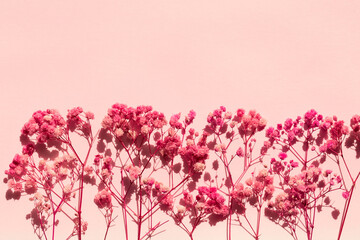 Obraz na płótnie Canvas Sprigs of gypsophila on a pink paper background. Horizontally arranged dried flowers close-up.